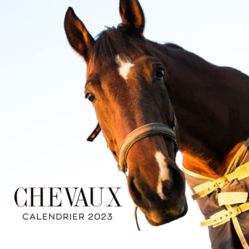 Meilleur cheval en 2022 [Basé sur 50 avis d’experts]